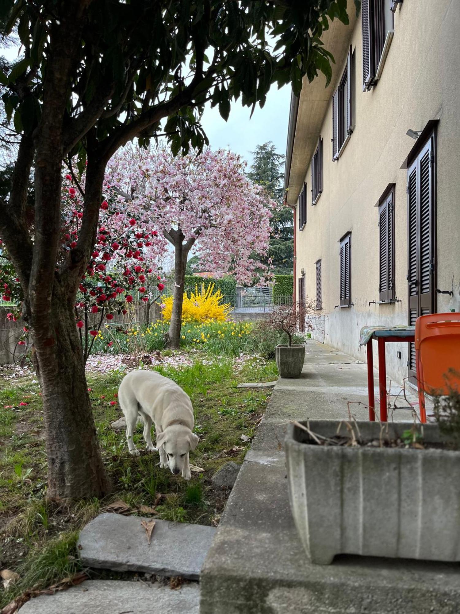 Il Cortile Como Single & Double Room In Apartment No Hotel Bagian luar foto